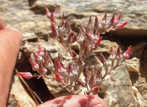 Dudleya cymosa