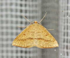 Palaeaspilates inoffensa