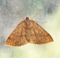 Palaeaspilates inoffensa