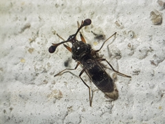 Diasemopsis