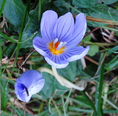 Crocus pulchellus