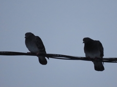 Columba livia domestica