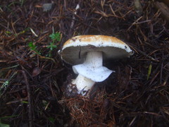 Agaricus albolutescens