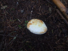 Agaricus albolutescens