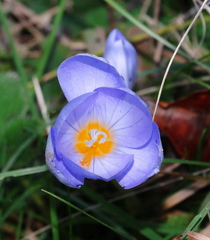 Crocus pulchellus