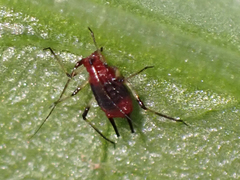 Uroleucon formosanum