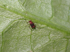 Uroleucon formosanum