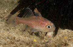 Vincentia novaehollandiae