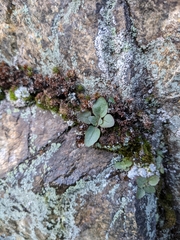 Erythranthe alsinoides