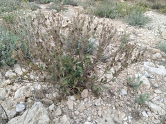 Potentilla astracanica