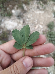 Potentilla astracanica