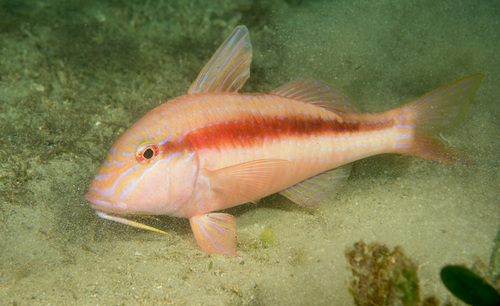 Blauwgestreepte koningsbarbeel (Upeneichthys lineatus) — Mullidae — 2