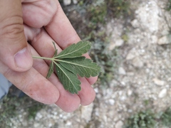 Potentilla astracanica