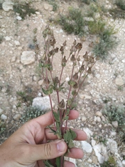 Potentilla astracanica