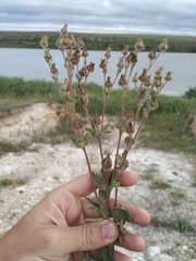 Potentilla astracanica