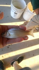 Morone mississippiensis