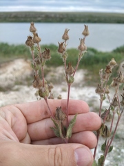 Potentilla astracanica