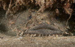 Batrachomoeus dubius