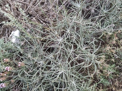 Jurinea stoechadifolia