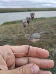 Jurinea stoechadifolia