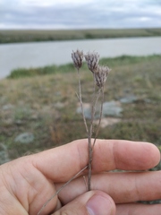 Jurinea stoechadifolia