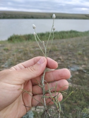 Jurinea stoechadifolia