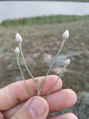 Jurinea stoechadifolia