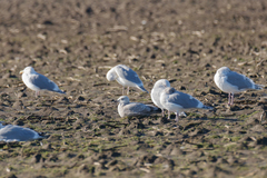 Larus glaucoides thayeri