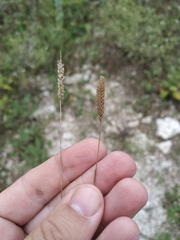 Phleum paniculatum