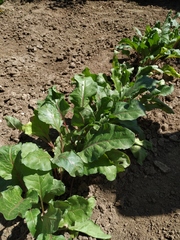 Beta vulgaris vulgaris
