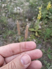 Phleum paniculatum