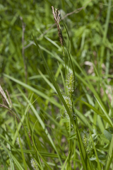Carex sordida