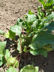 Beta vulgaris vulgaris