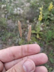 Phleum paniculatum