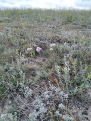 Dianthus pseudarmeria