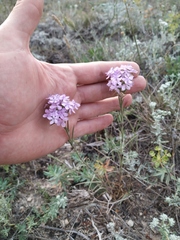 Dianthus pseudarmeria