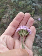 Dianthus pseudarmeria