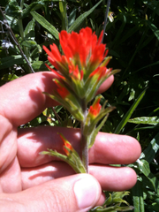 Castilleja affinis affinis