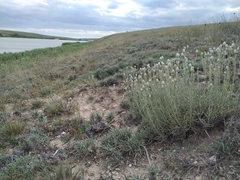 Jurinea stoechadifolia