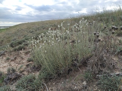 Jurinea stoechadifolia