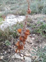 Hedysarum candidum