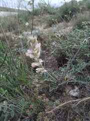 Hedysarum candidum