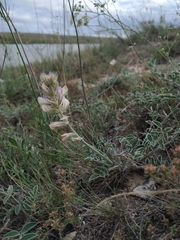 Hedysarum candidum
