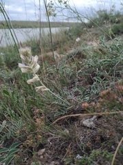 Hedysarum candidum