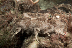 Orectolobus halei