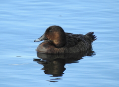 Aythya australis