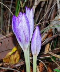 Colchicum bivonae