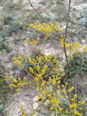 Ferulago galbanifera