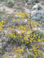 Ferulago galbanifera