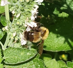 Bombus perplexus
